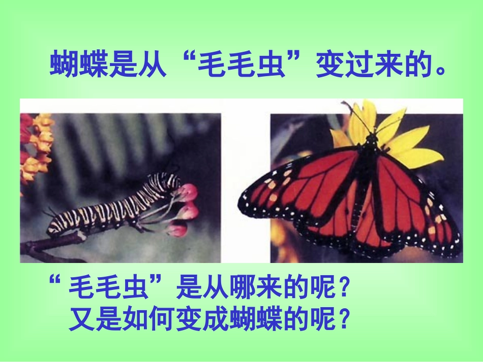 昆虫的生殖和发育_第3页
