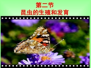 昆虫的生殖和发育
