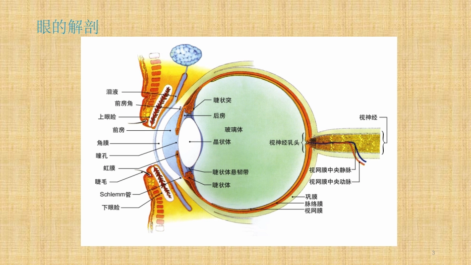 老年性白内障的护理查房_第3页