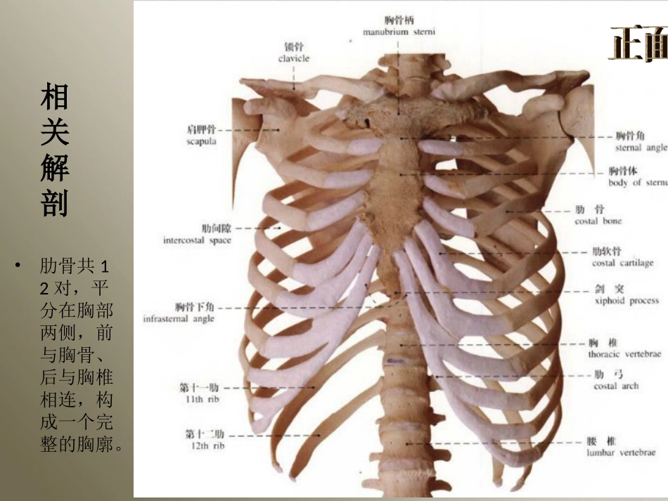 肋骨骨折的护理_第3页