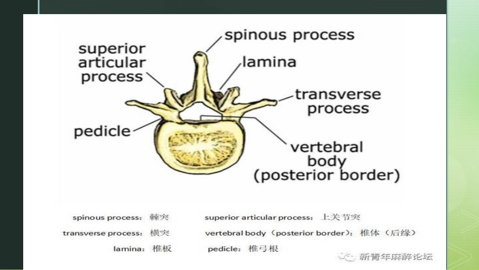 六步搞定超声辅助下腰椎穿刺_第3页