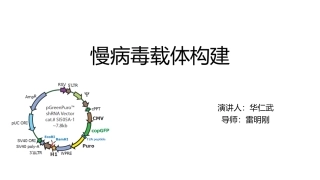 慢病毒载体构建