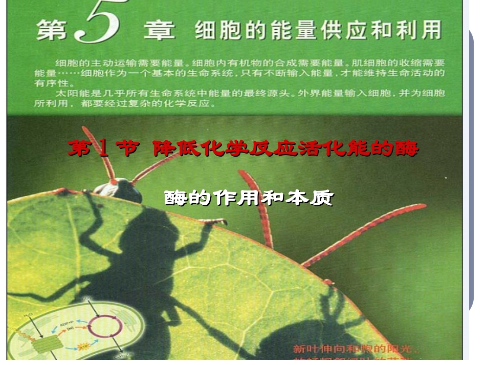酶的作用和本质精_第1页
