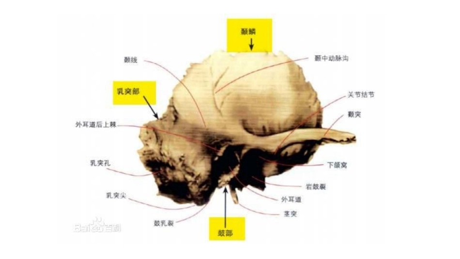 面神经体表投影幻灯片_第2页