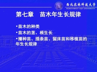 苗木年生长规律