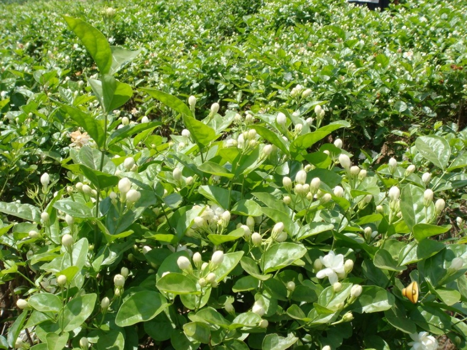 茉莉花音乐课件_第2页