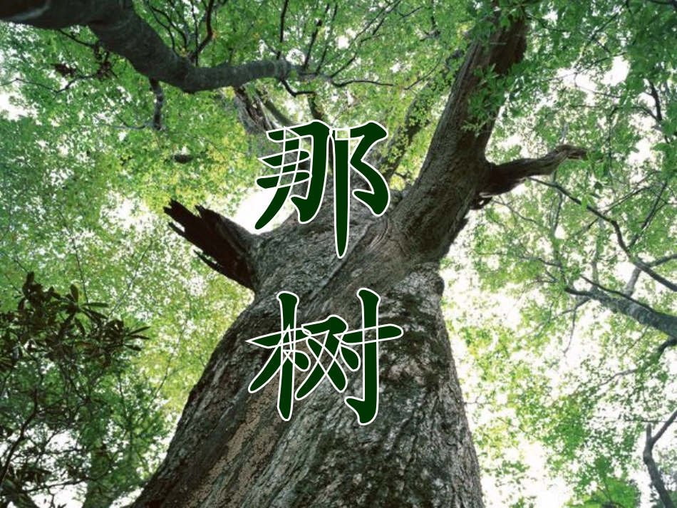 那树课件课件_第3页