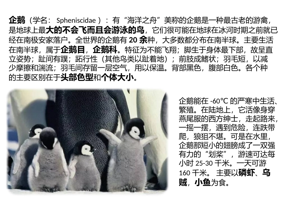 南极大陆的主人企鹅_第3页