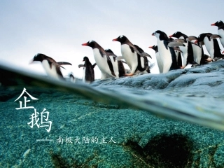 南极大陆的主人企鹅