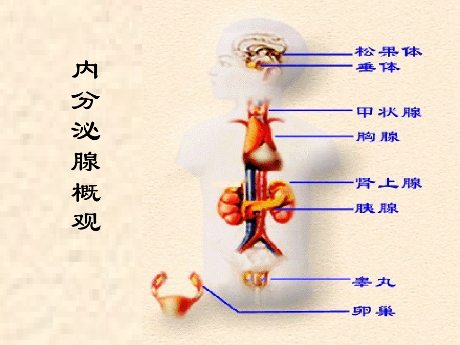 内分泌总论医学课件_第3页