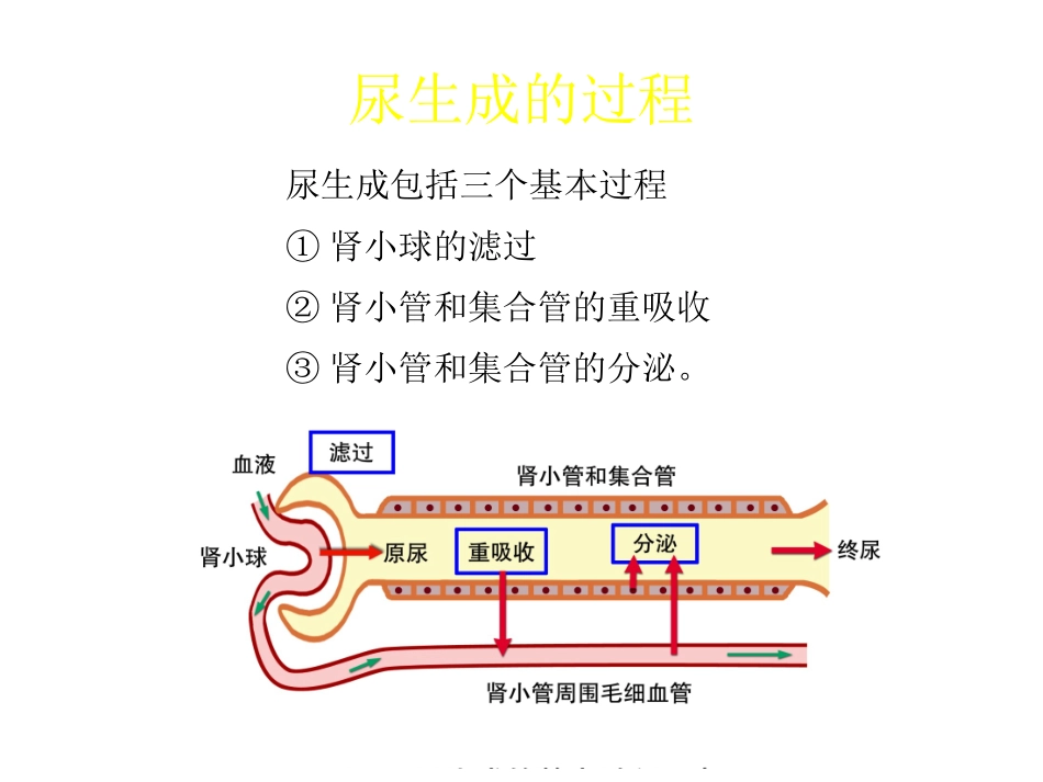 尿生成的过程_第1页