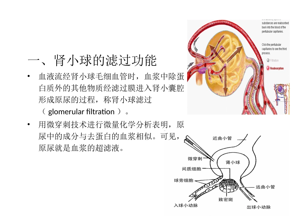 尿生成的过程_第2页