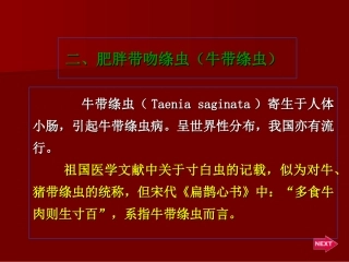 牛带绦虫解析