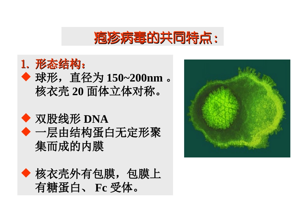 疱疹病毒概述_第3页
