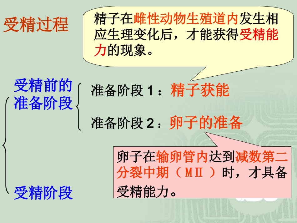 胚胎发育过程_第2页