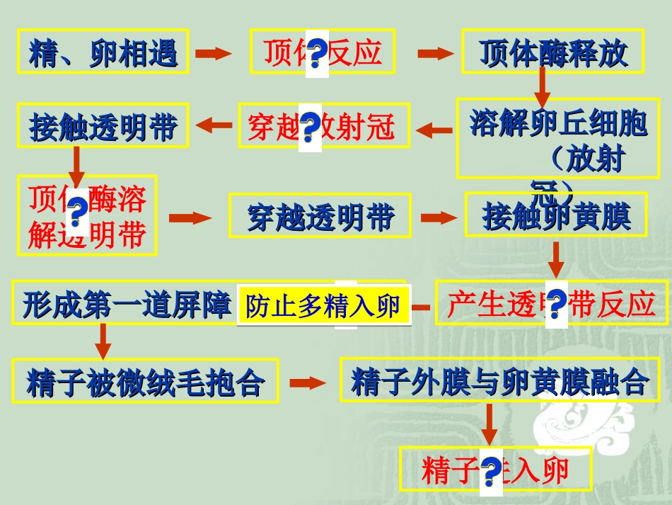 胚胎发育过程_第3页