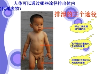 皮肤和汗液分泌