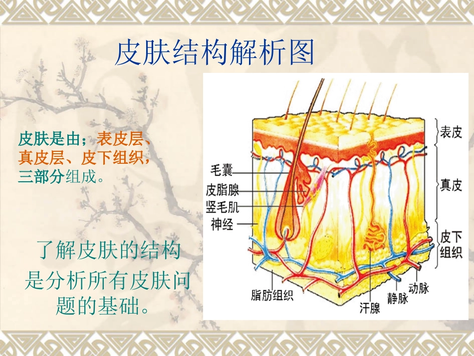 皮肤结构解析_第1页