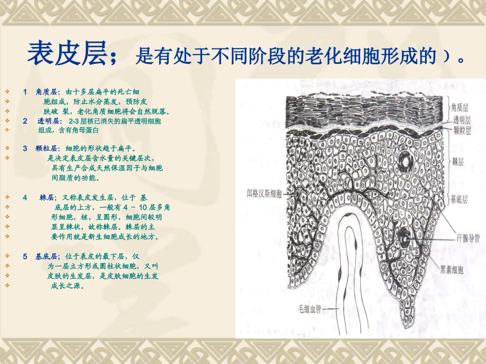 皮肤结构解析_第2页