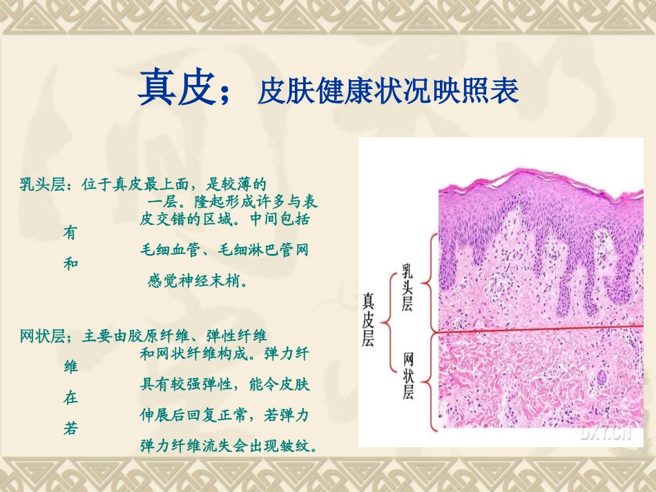 皮肤结构解析_第3页