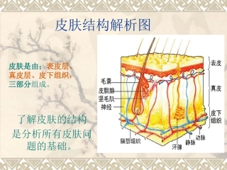皮肤结构解析