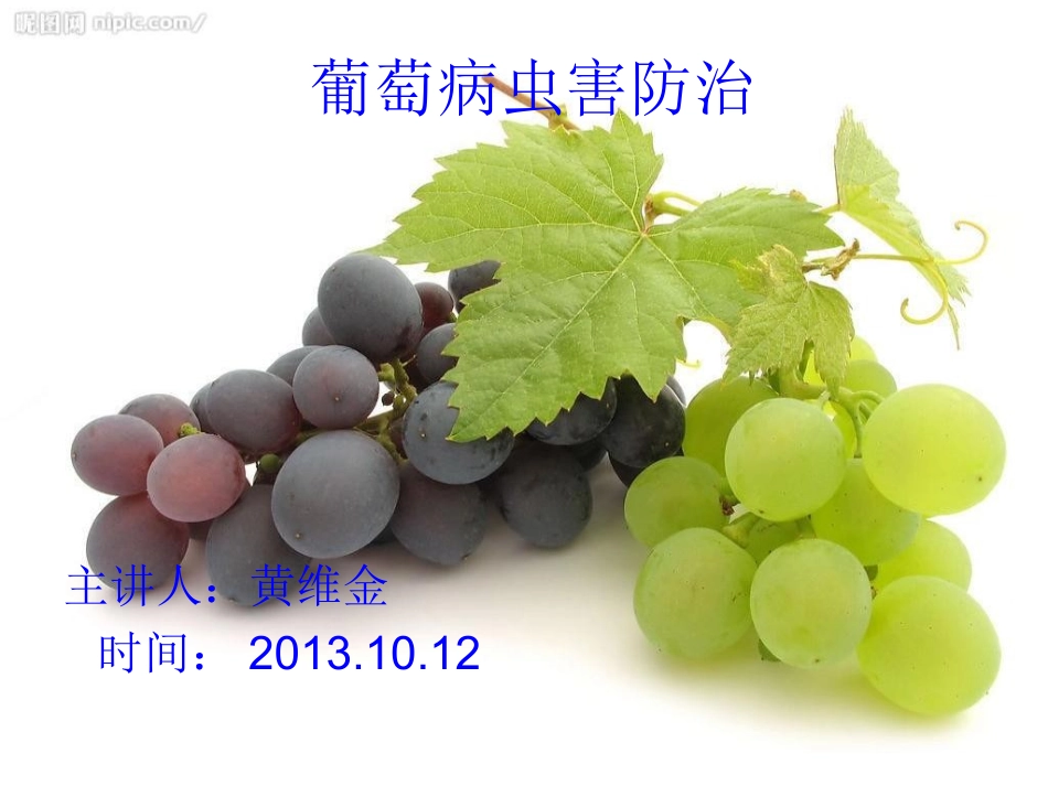 葡萄病虫害防治课件_第1页