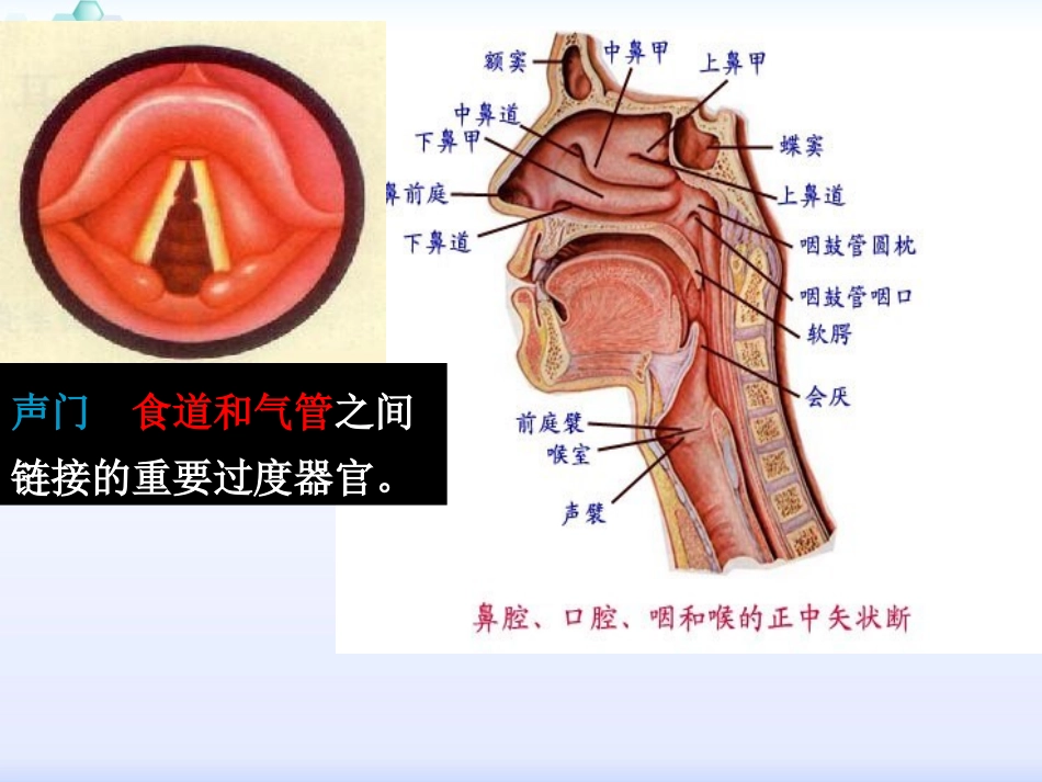气管插管导管脱出的应急预案_第3页
