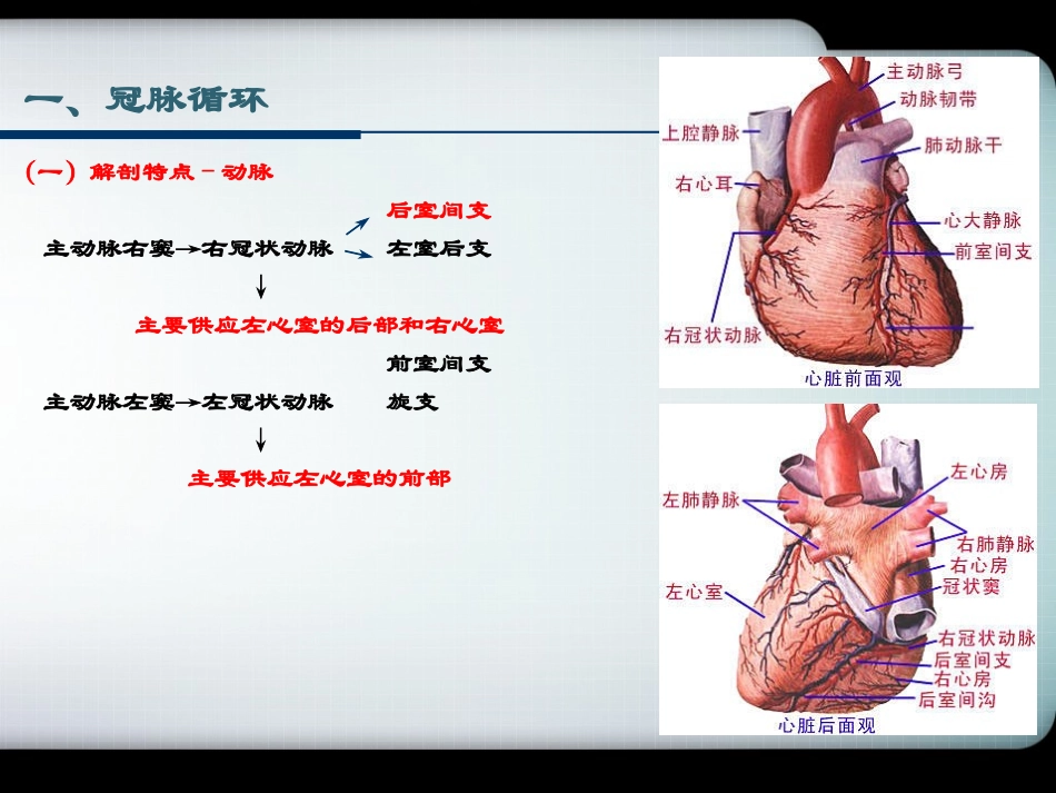 器官循环解析_第3页