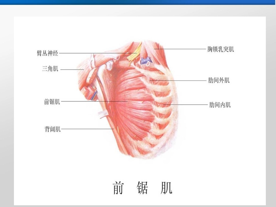 前锯肌平面阻滞_第2页