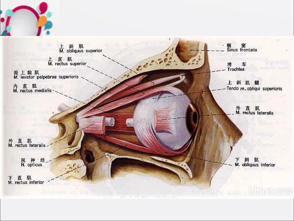 青少年近视眼防治课件_第2页