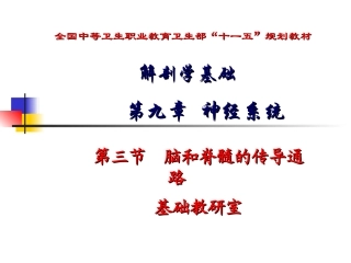 躯干和四肢的浅感觉传导通路