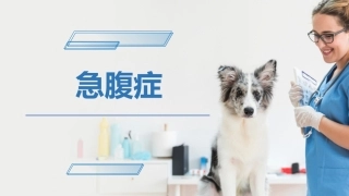 犬猫消化系统疾病急腹症腹壁疝宠物医生课件