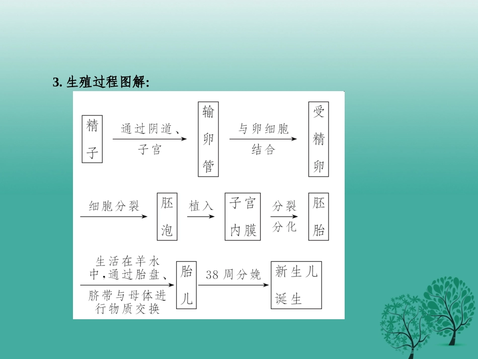 人的生殖课件人教版_第3页