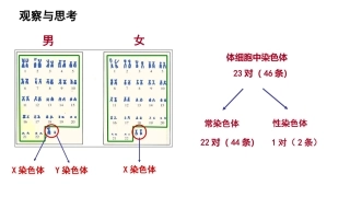 人的性别遗传