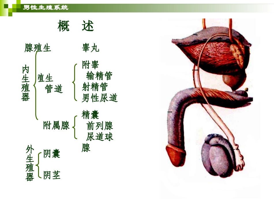 人体解剖生理学生殖系统_第2页