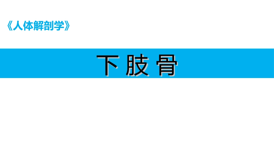 人体解剖学课件下肢骨_第1页