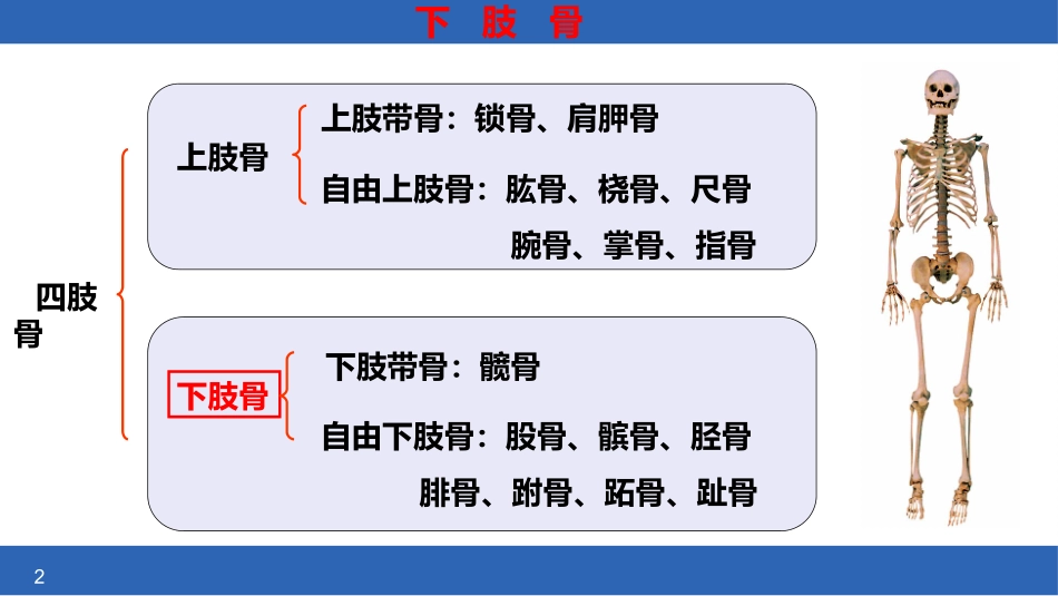 人体解剖学课件下肢骨_第2页