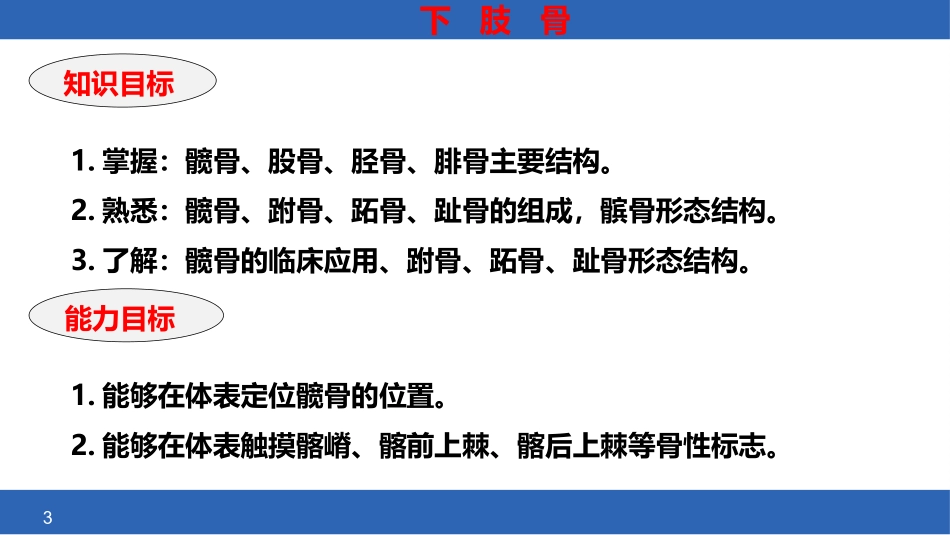 人体解剖学课件下肢骨_第3页