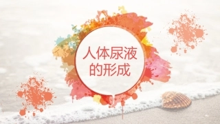 人体尿液的形成