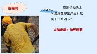 人体神经调节的结构基础和调节过程