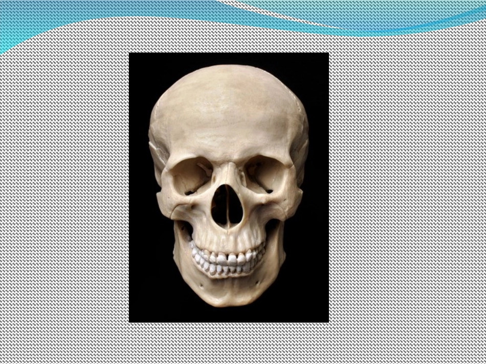 人体体表定位_第2页