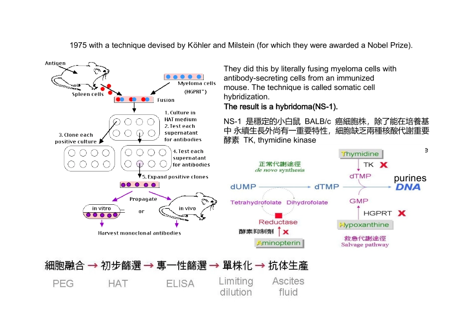 人源化抗体与单克隆抗体制备的主要方法_第3页