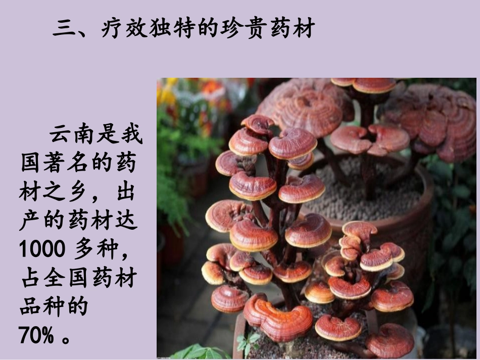 三疗效独特的珍贵药材_第1页