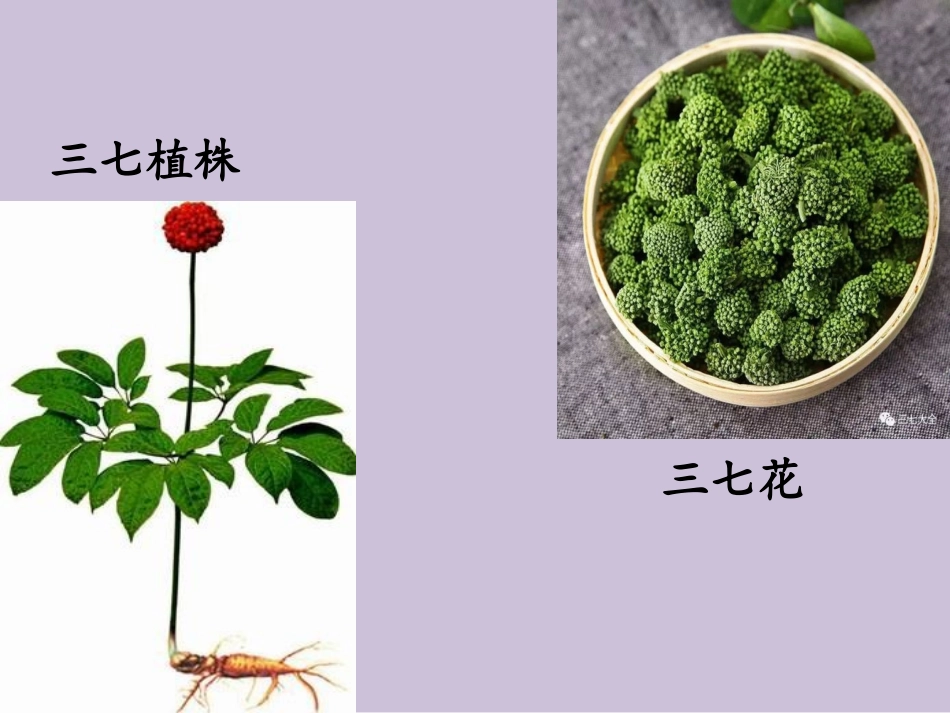 三疗效独特的珍贵药材_第3页