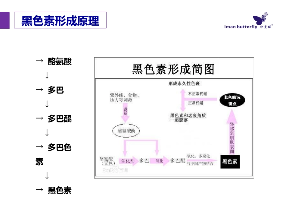 色斑皮肤的形成和护理_第3页