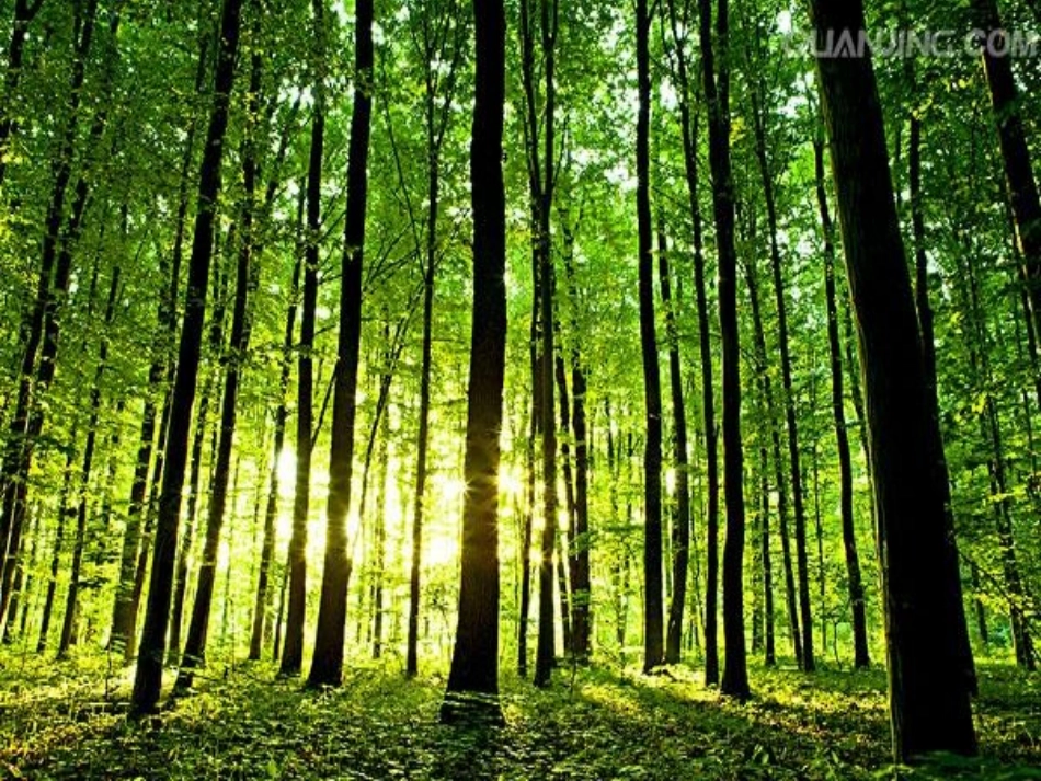 森林防火课件_第2页