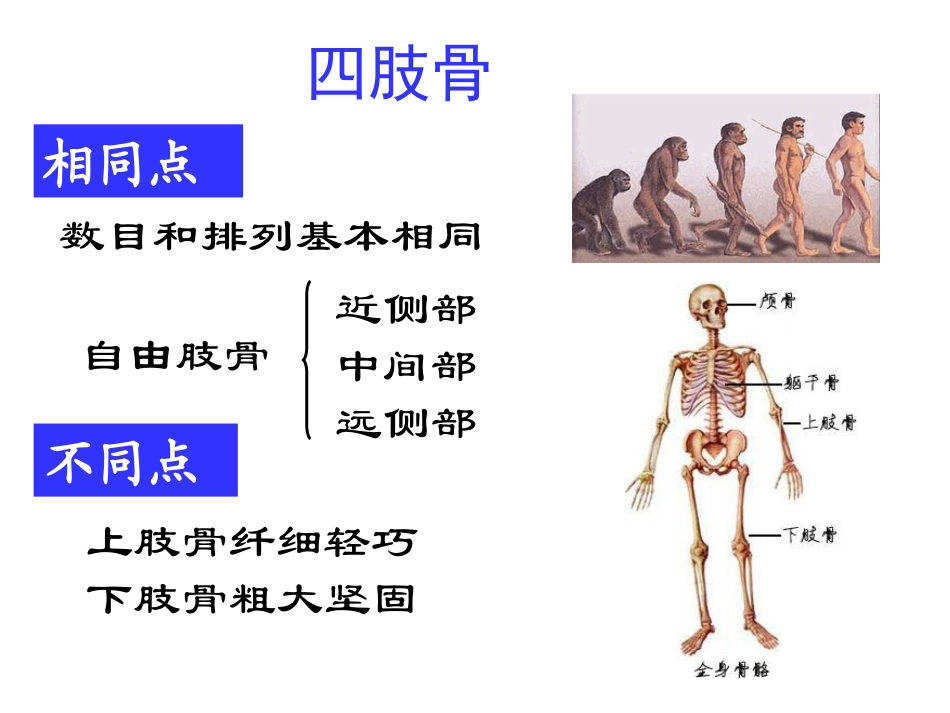 上肢骨人体解剖学_第3页