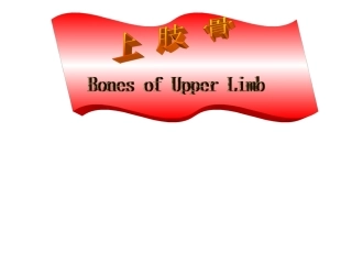 上肢骨人体解剖学