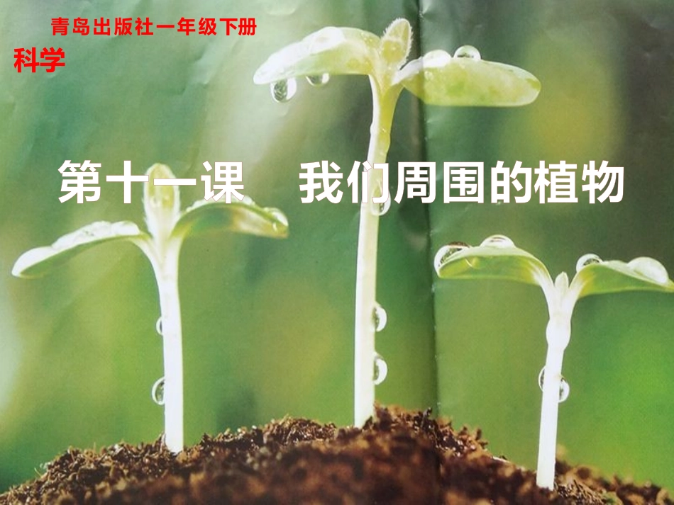 设计我们周围的植物_第1页