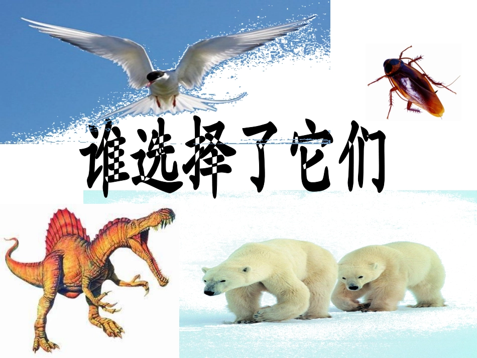 谁选择了他们_第2页